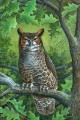 great horned owl animals